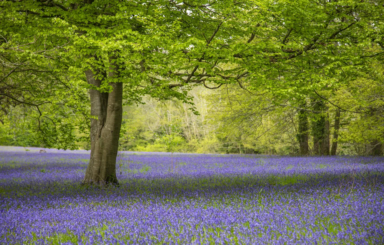 Photo wallpaper forest, trees, flowers, Park, branch, glade, spring, trunk