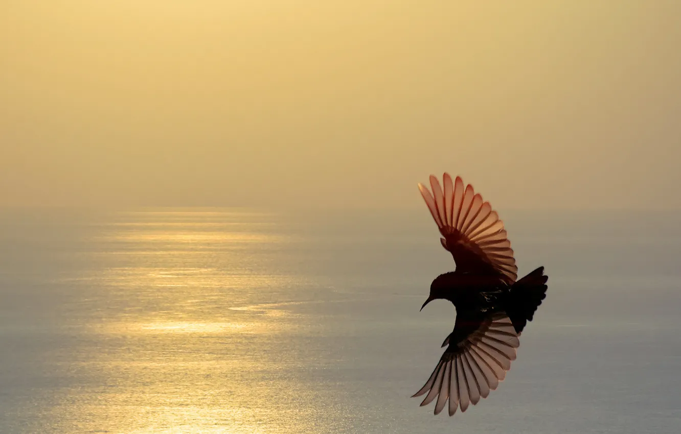 Photo wallpaper sea, flight, sunset, bird, wings, silhouette