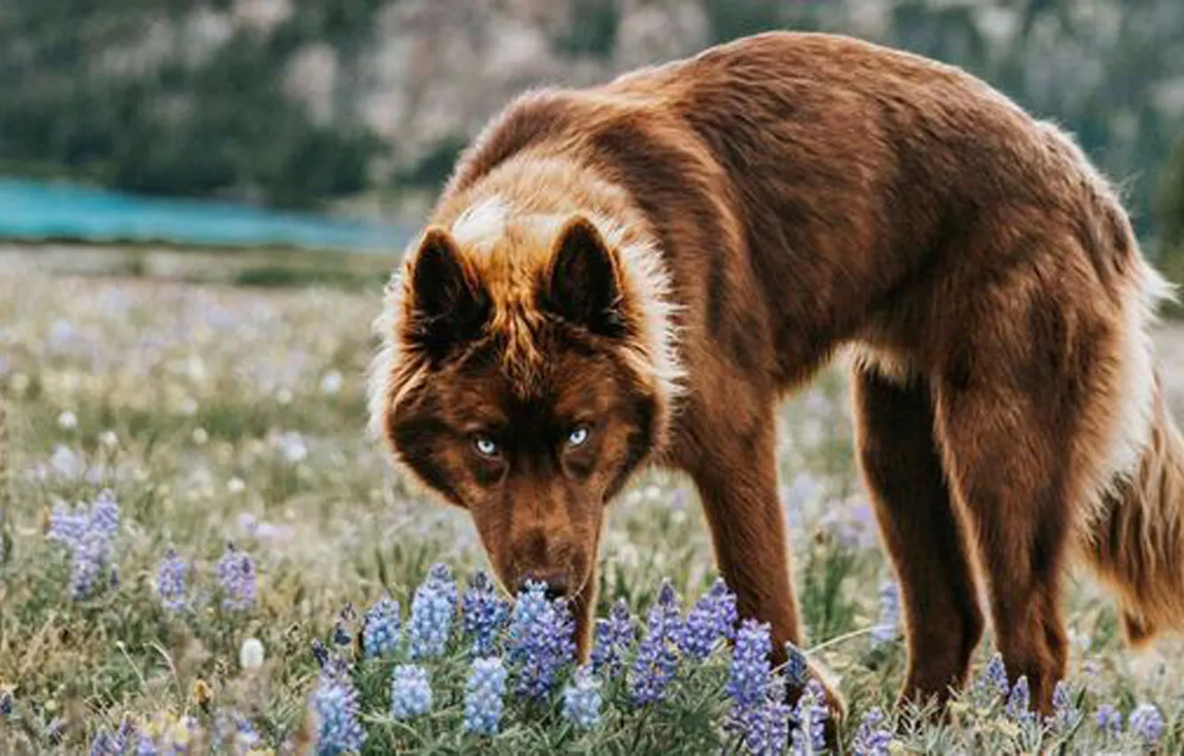 Photo wallpaper Predator, nature, snow, face, animal, wolf, canis lupus, wildlife