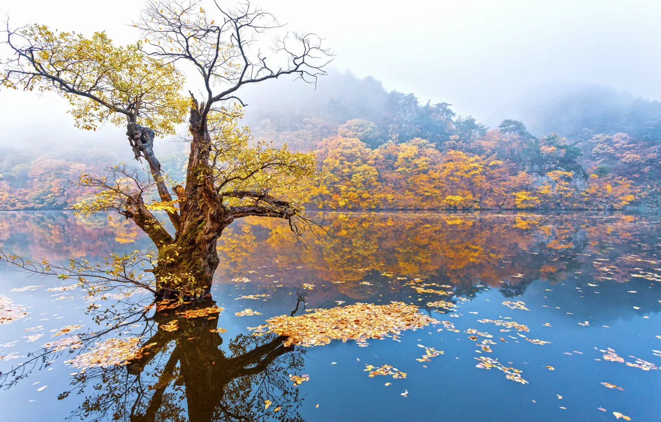 Photo wallpaper autumn, forest, water, trees, branches, yellow, fog, lake