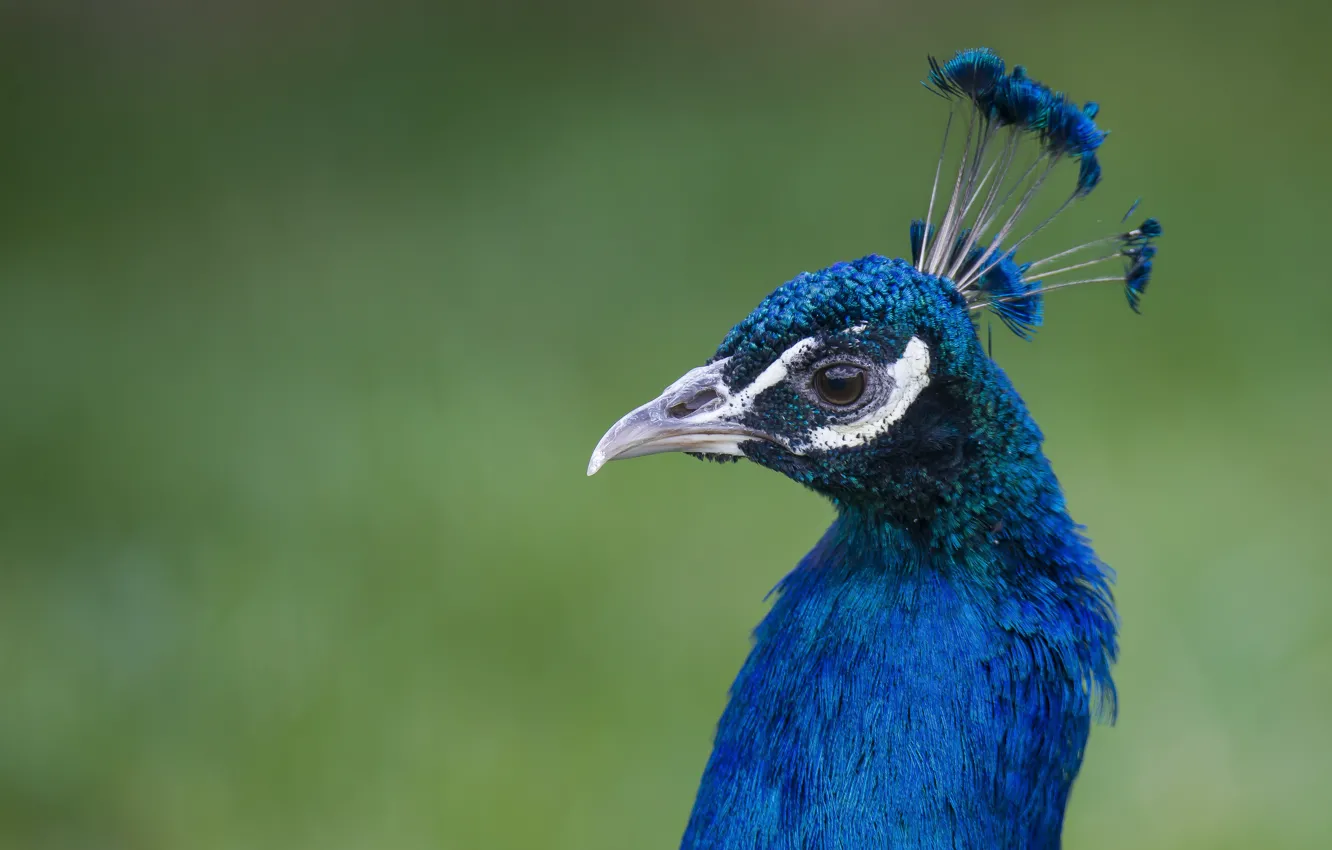 Photo wallpaper look, nature, bird, peacock