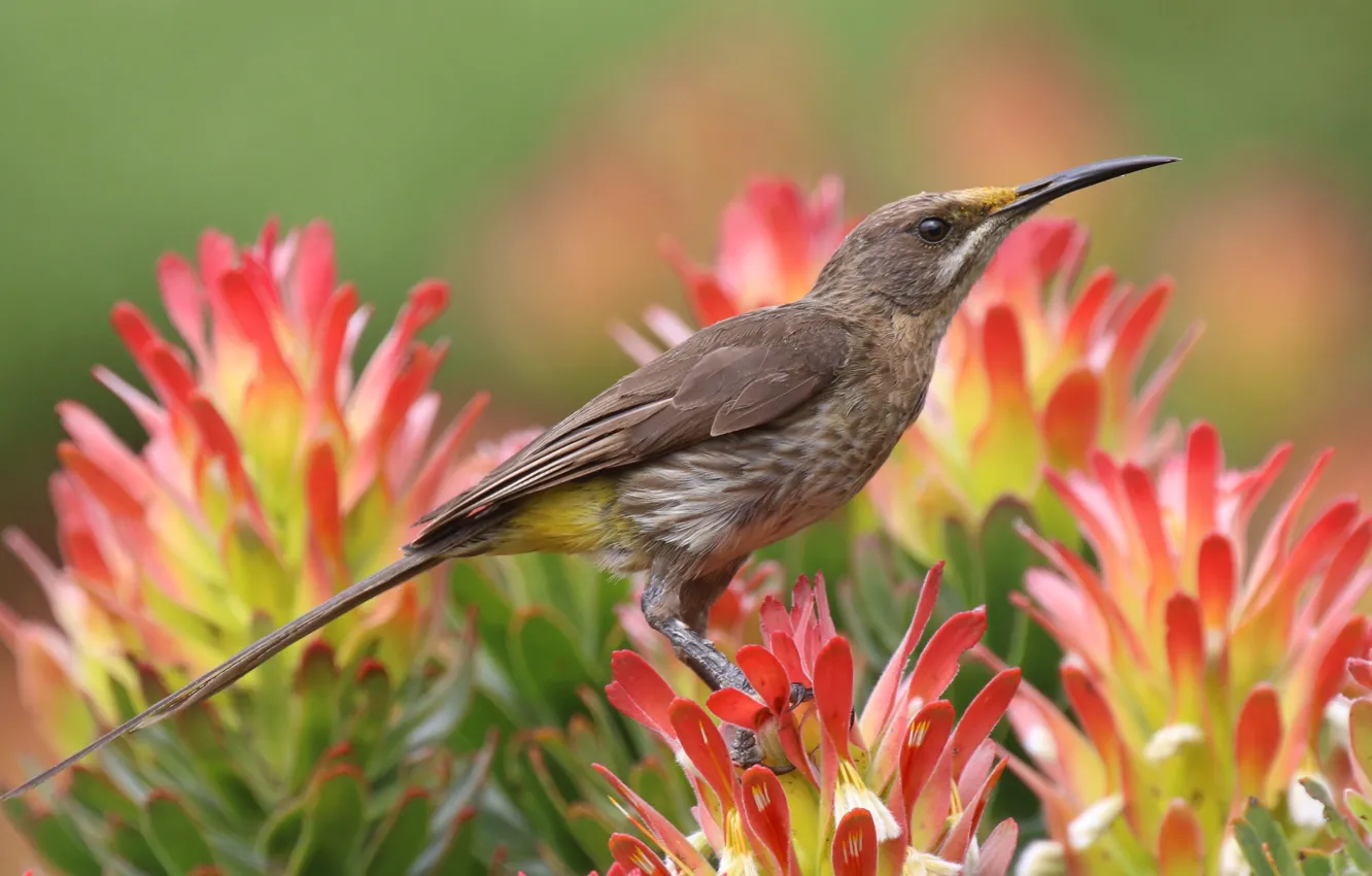 Photo wallpaper flowers, nature, tropics, bird