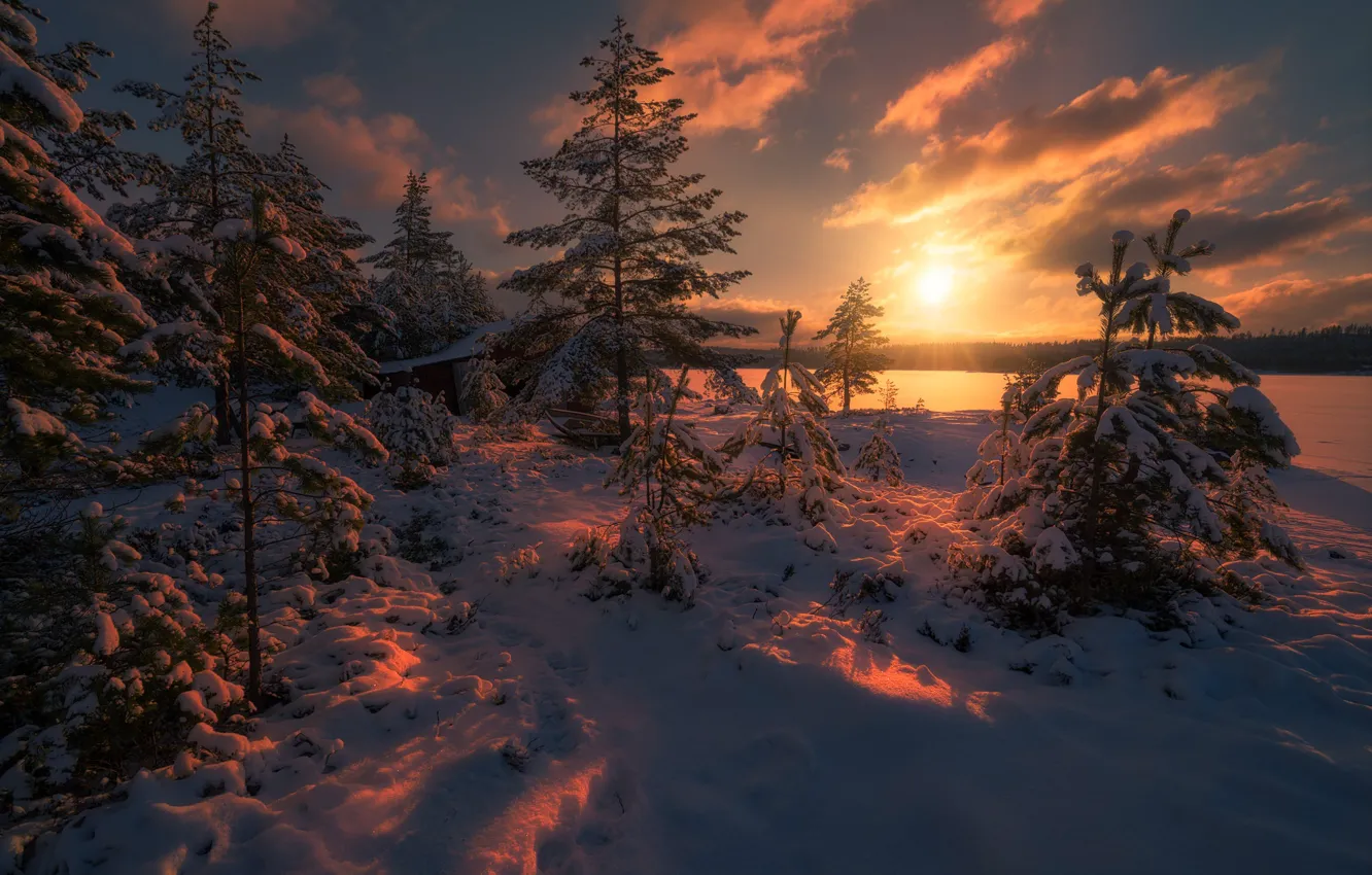 Photo wallpaper winter, forest, the sun, light, snow, trees, nature, Norway
