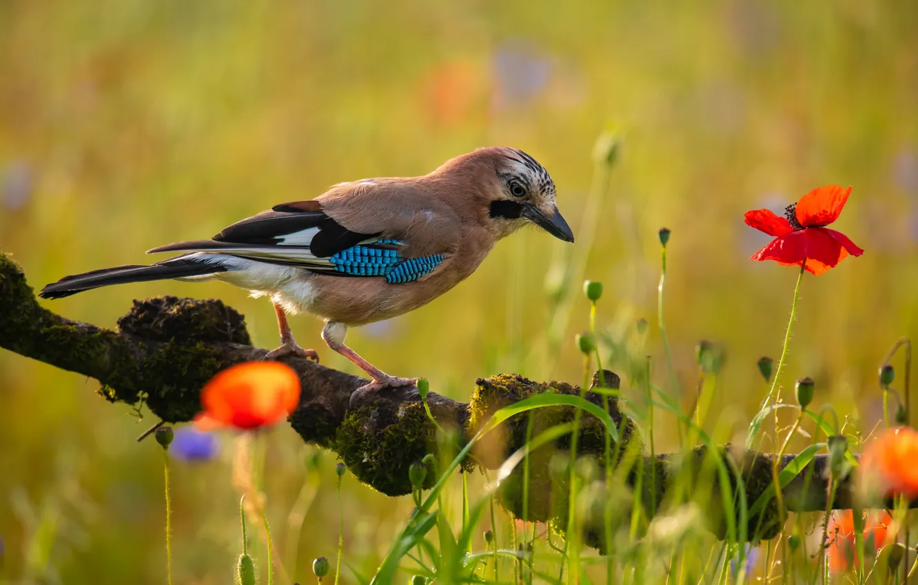 Photo wallpaper summer, flowers, branches, red, bird, Maki, moss, bokeh