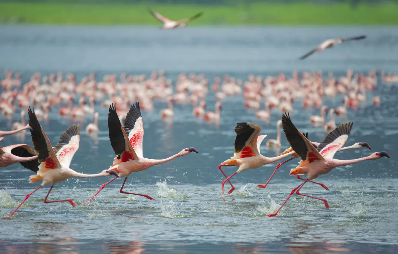 Photo wallpaper flight, bird, pack, Flamingo, pond, a lot, pink flamingos