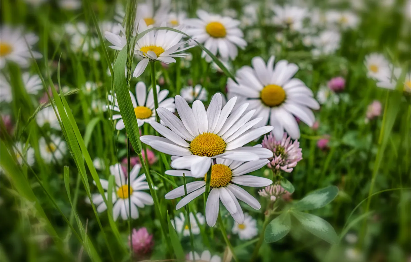 Photo wallpaper grass, photo, chamomile