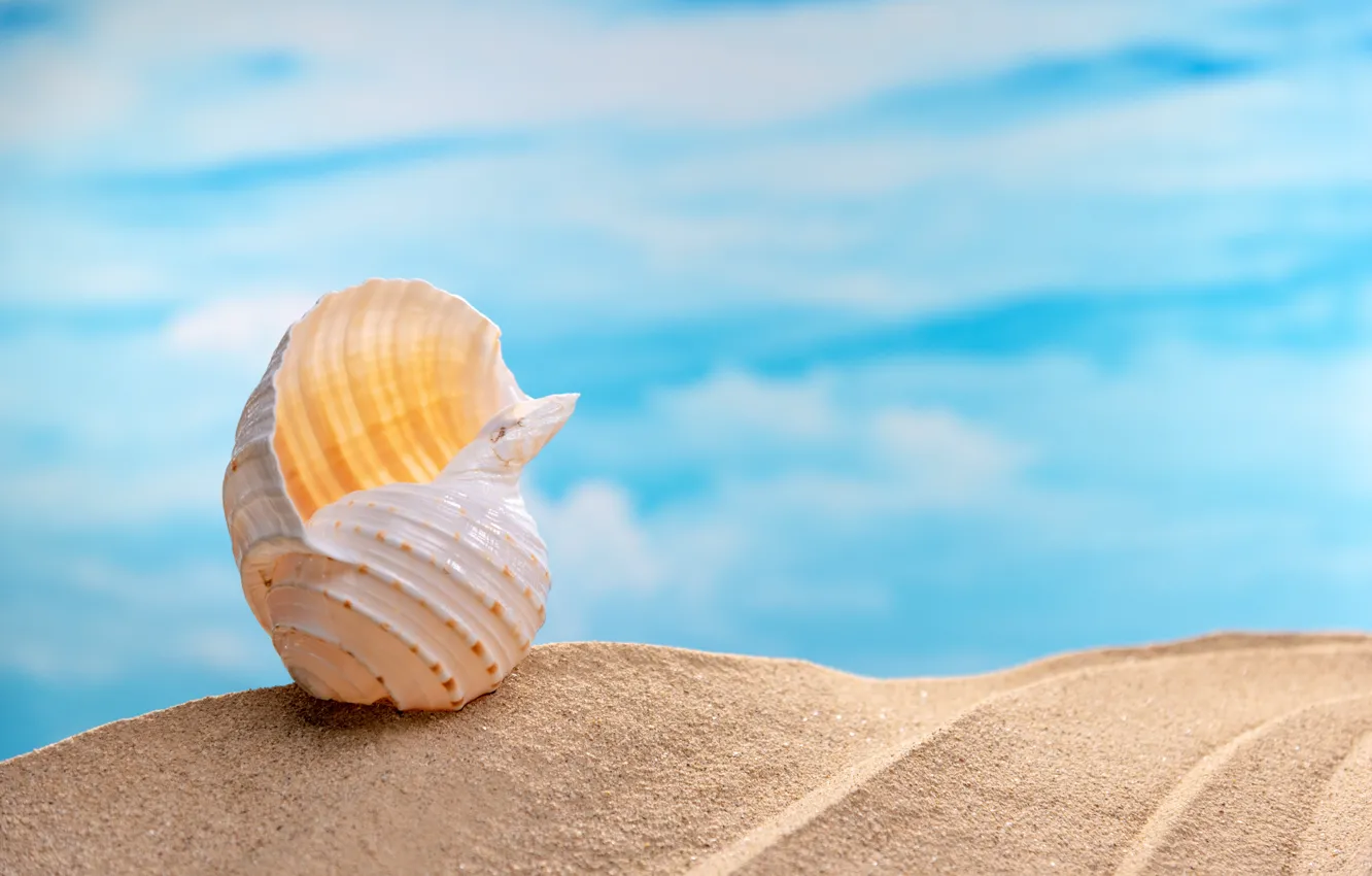 Photo wallpaper sand, sea, beach, summer, shell, summer, beach, sea