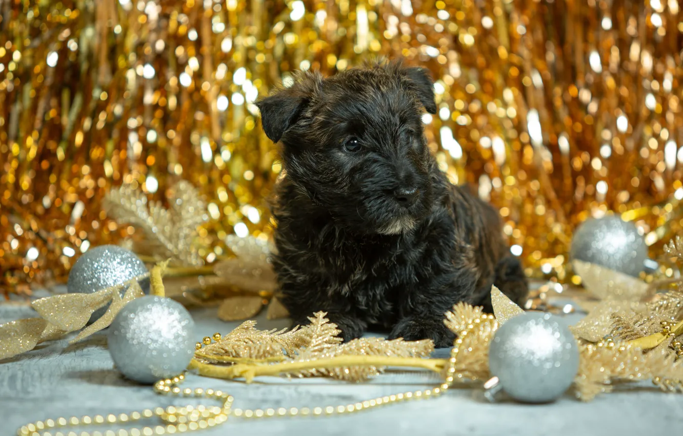 Photo wallpaper balls, decoration, balls, dog, Christmas, puppy, New year, doggie