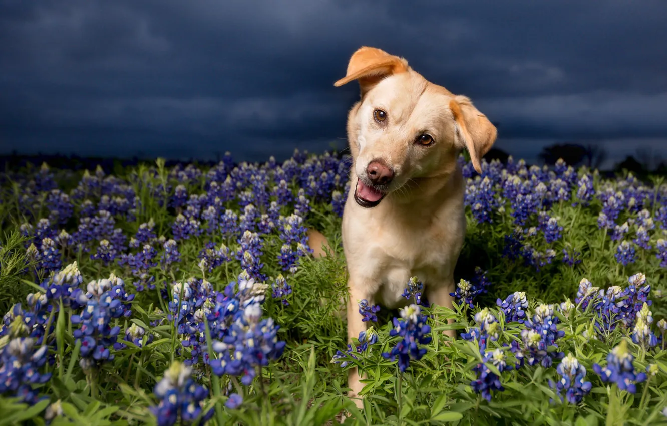Photo wallpaper look, flowers, dog, meadow, lupins