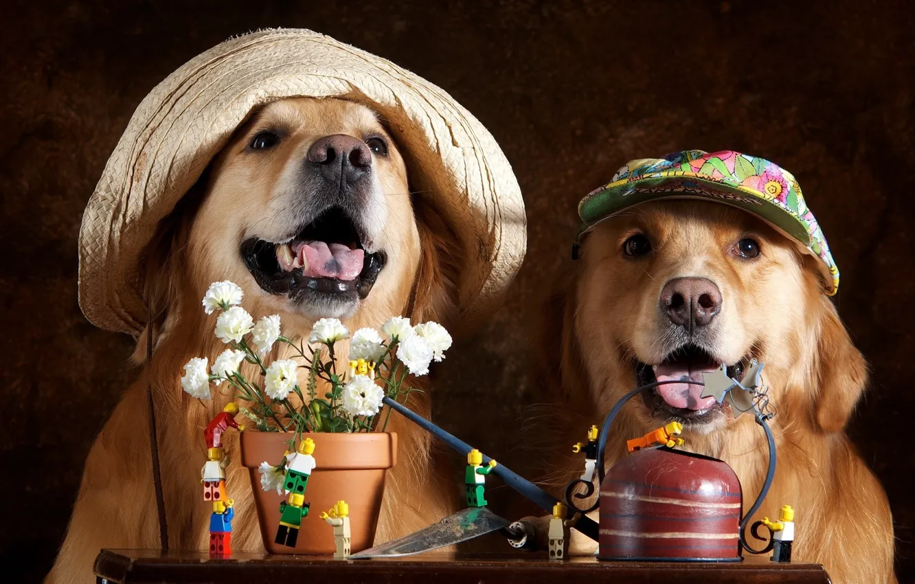 Photo wallpaper dogs, flowers, hats
