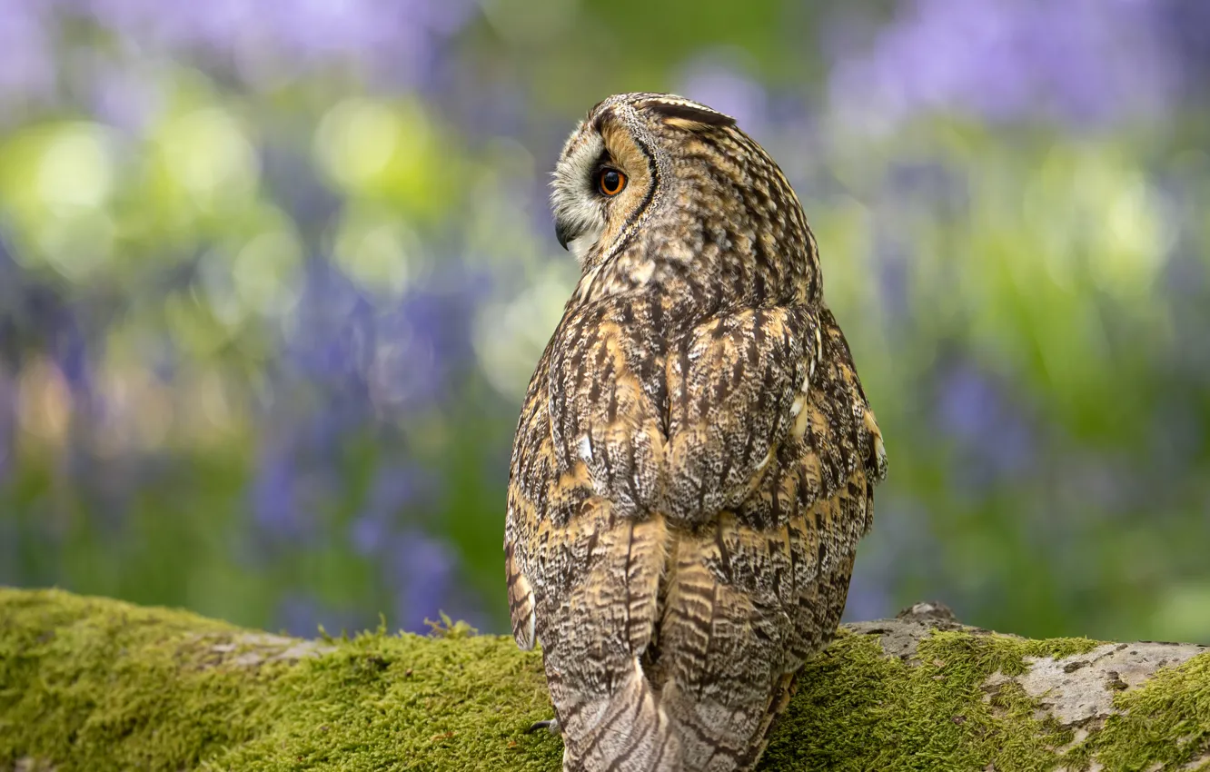 Photo wallpaper flowers, nature, owl, bird, glade, moss, profile, log
