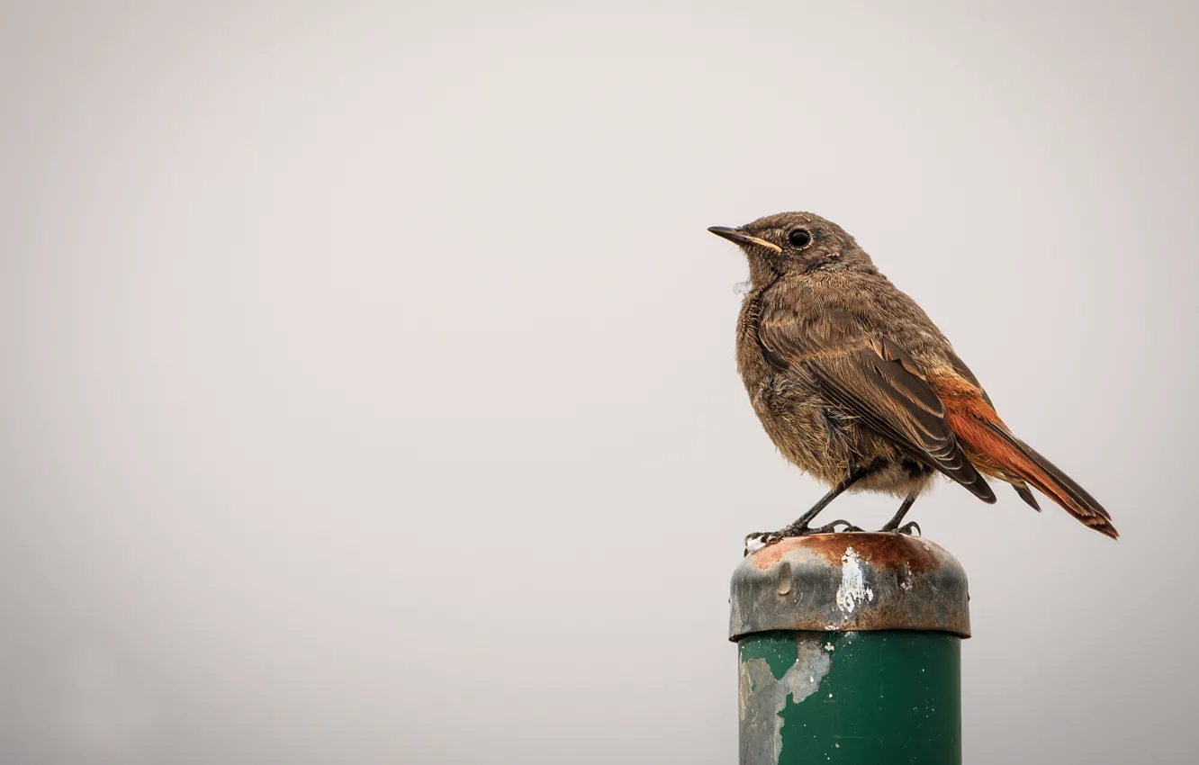 Photo wallpaper bird, columns, bird