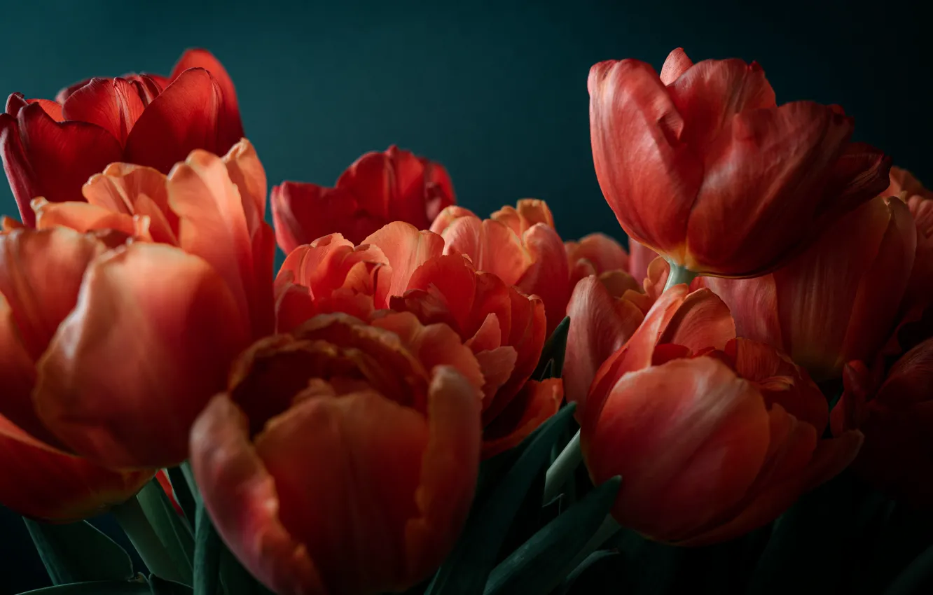 Photo wallpaper red, background, tulips