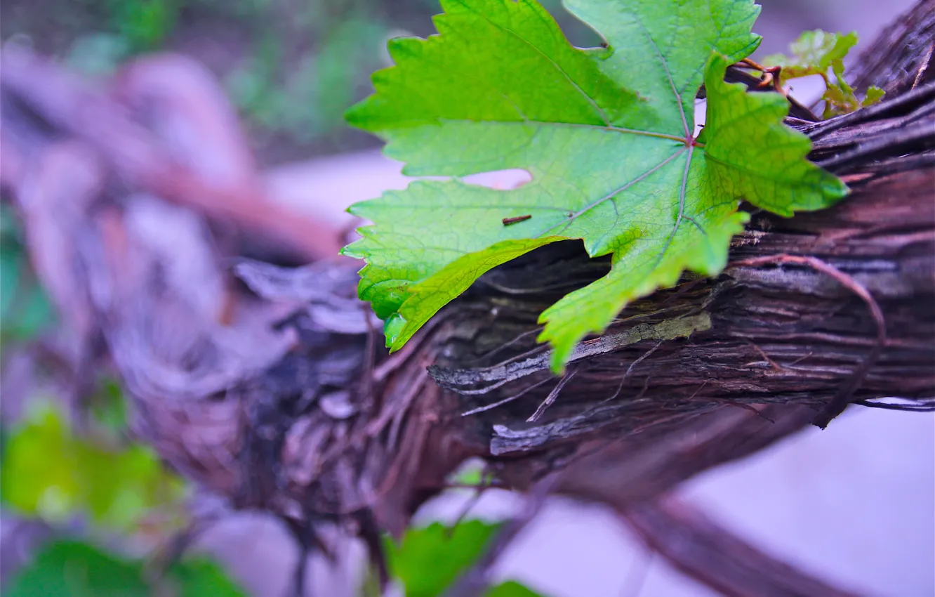 Photo wallpaper fresh, life, tree, spring, leaf