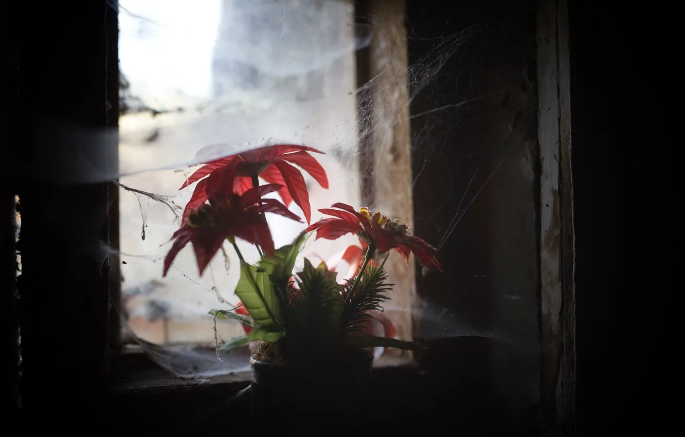 Photo wallpaper flowers, web, window, pot