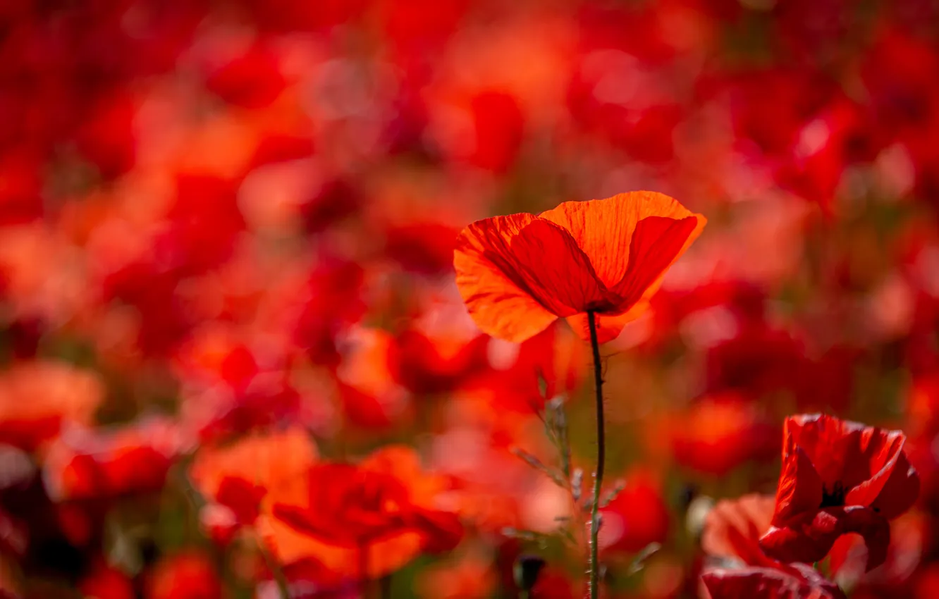 Photo wallpaper field, summer, light, flowers, red, Mac, Maki, blur