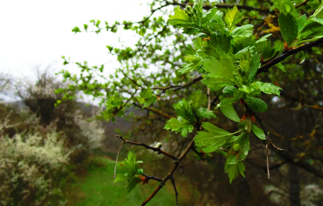 Photo wallpaper the sky, leaves, clouds, macro, trees, flowers, branches, green