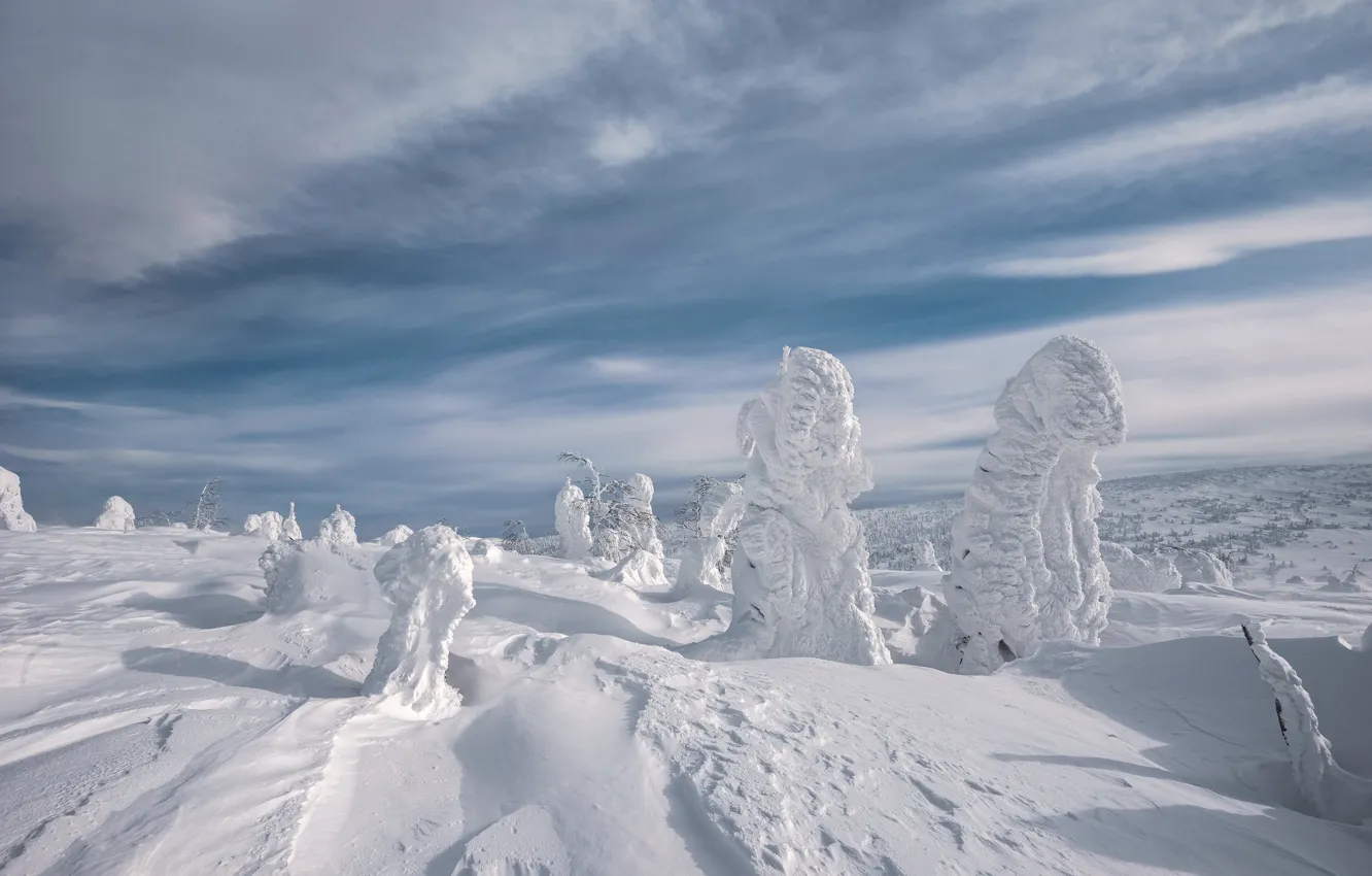 Photo wallpaper winter, forest, the sky, clouds, snow, trees, in the snow, view