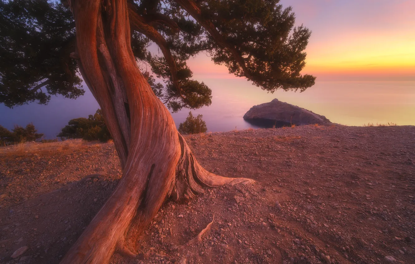 Photo wallpaper sea, autumn, landscape, sunset, nature, tree, Crimea, juniper