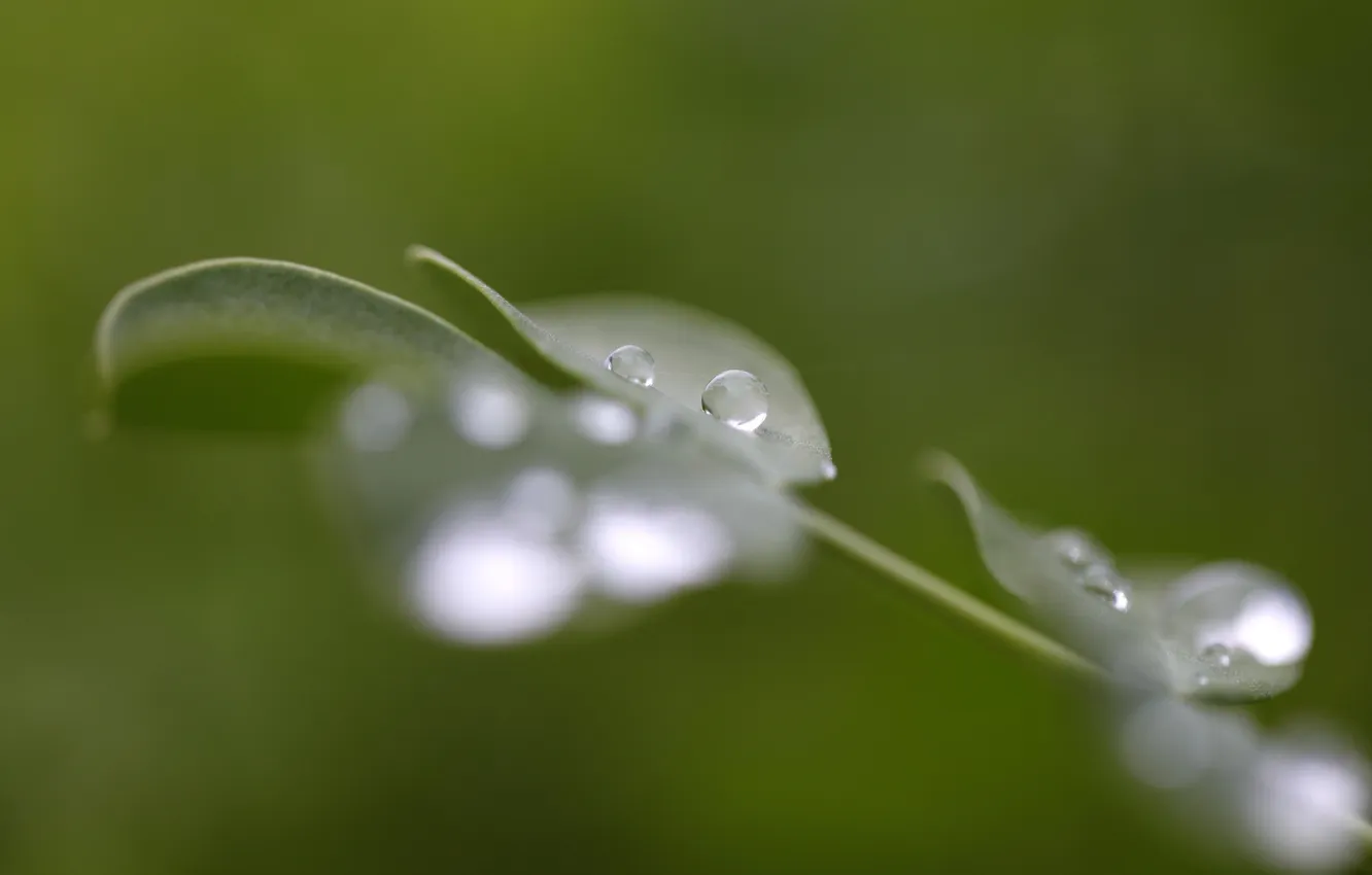 Photo wallpaper leaves, drops, macro, background