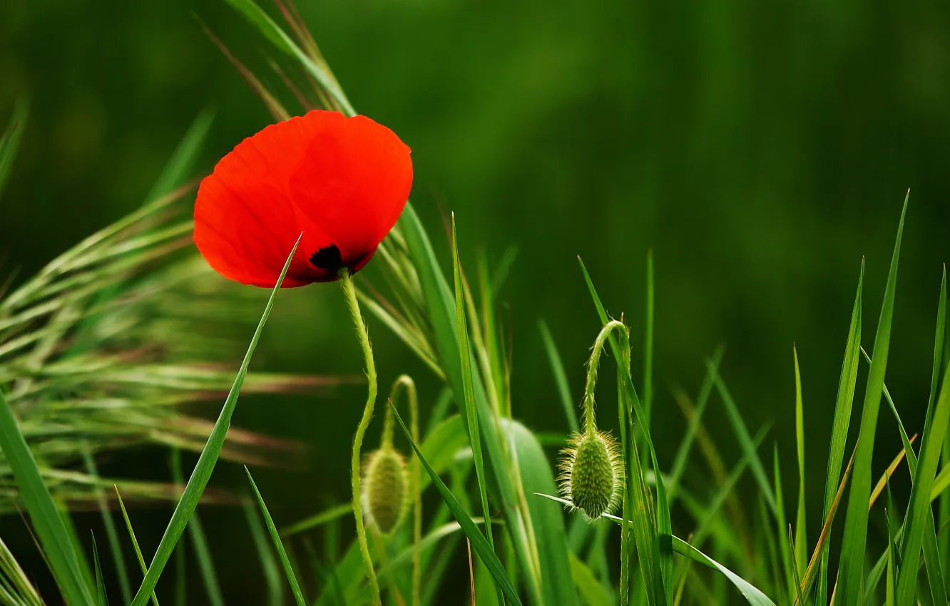 Photo wallpaper flowers, red, Mac, petals