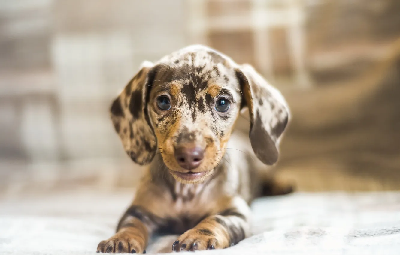 Photo wallpaper look, each, dog