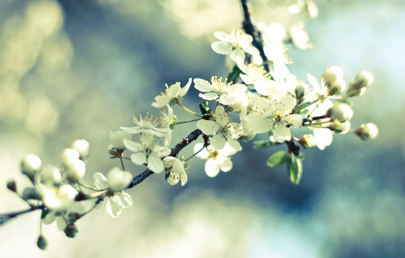 Photo wallpaper the sky, macro, light, flowers, branches, cherry, branch, spring
