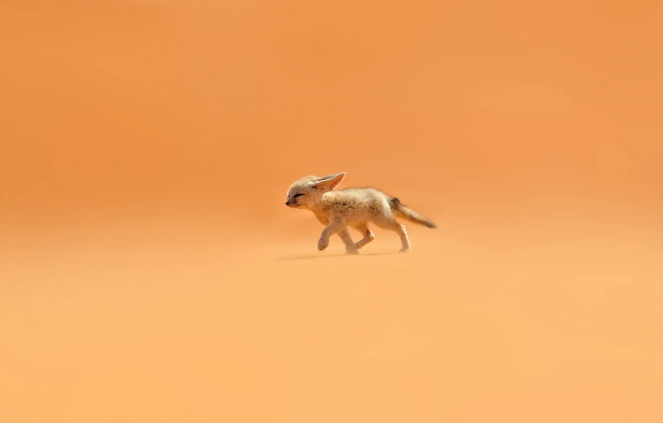 Photo wallpaper sand, orange, the wind, desert, Fox, ears, Fenech