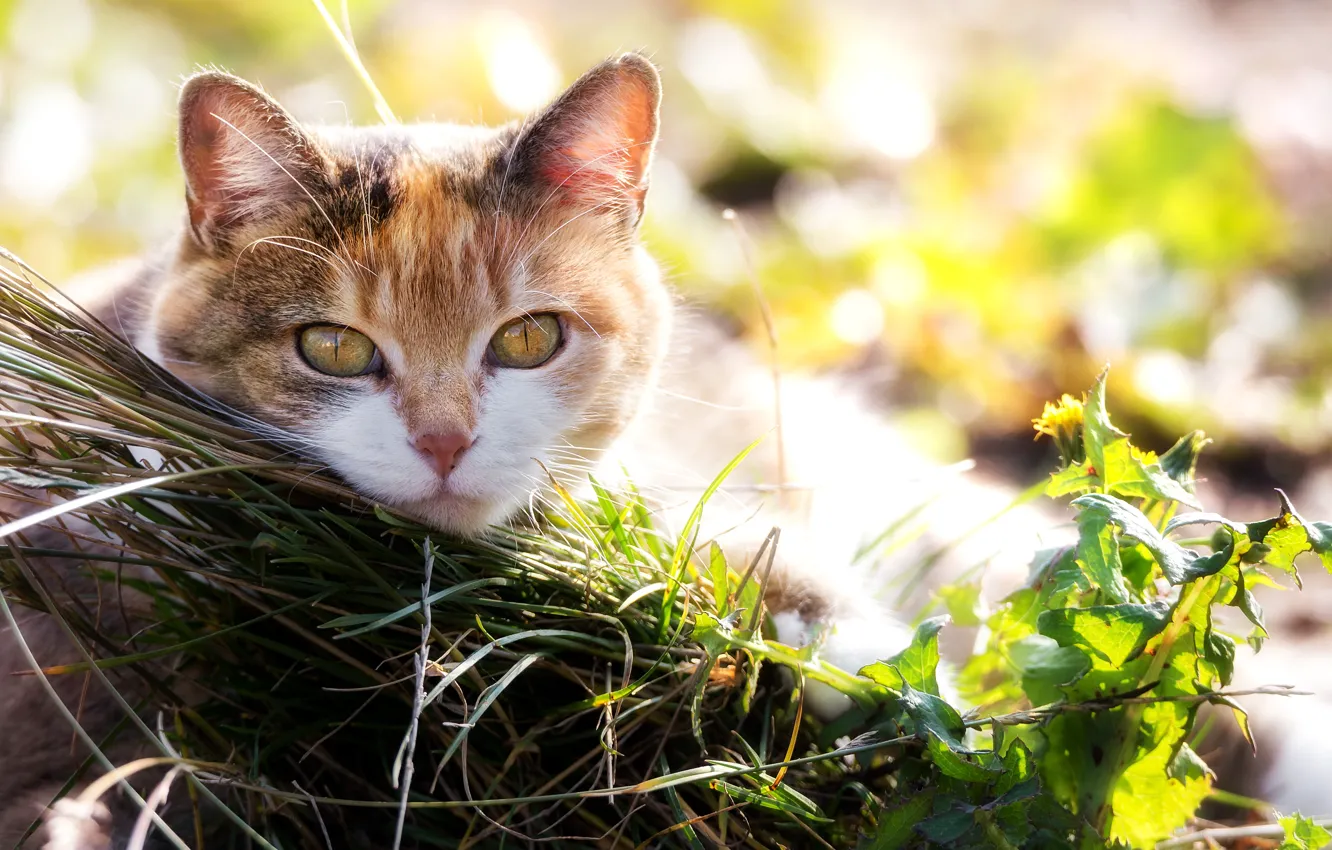 Photo wallpaper cat, grass, eyes, look