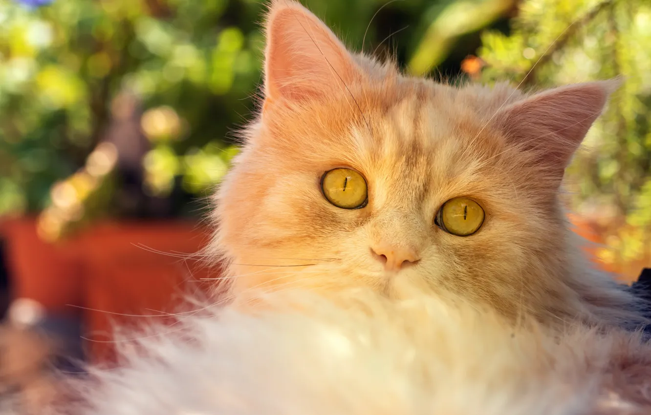 Photo wallpaper cat, look, background, portrait, red, bokeh, yellow eyes