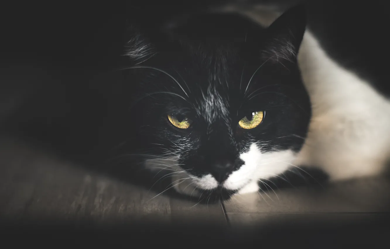 Photo wallpaper cat, cat, look, face, light, the dark background, portrait, shadow