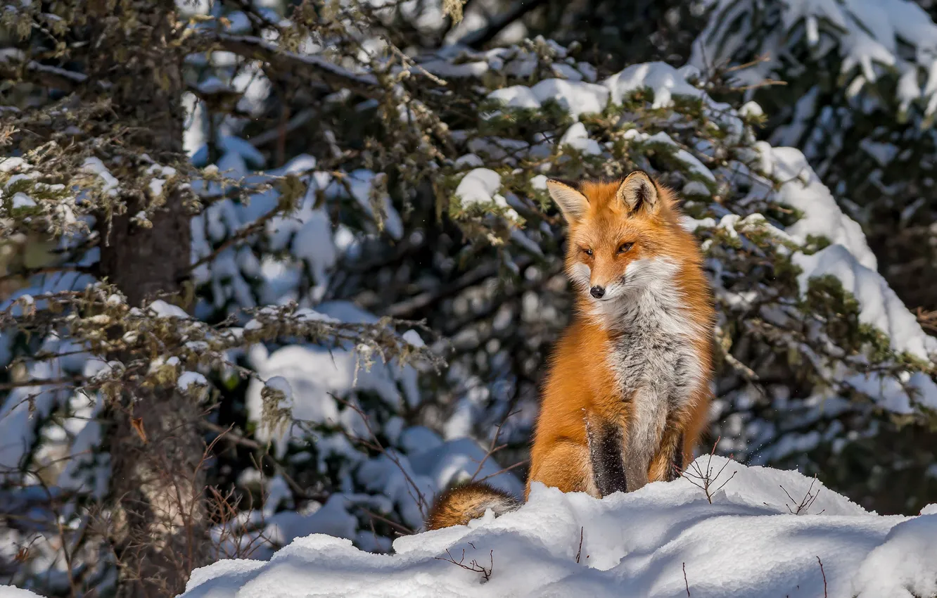 Photo wallpaper winter, forest, snow, Fox, red