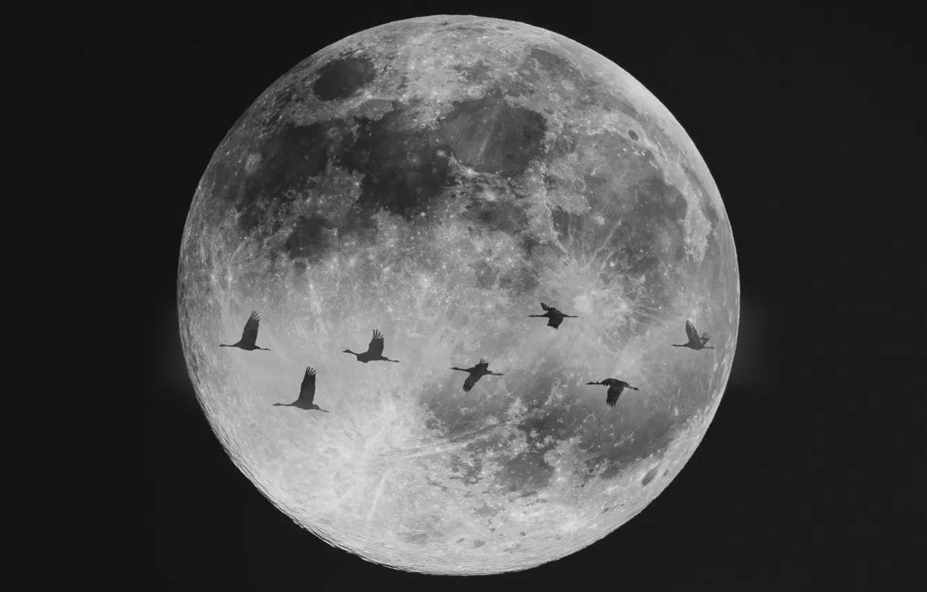 Photo wallpaper birds, night, the moon