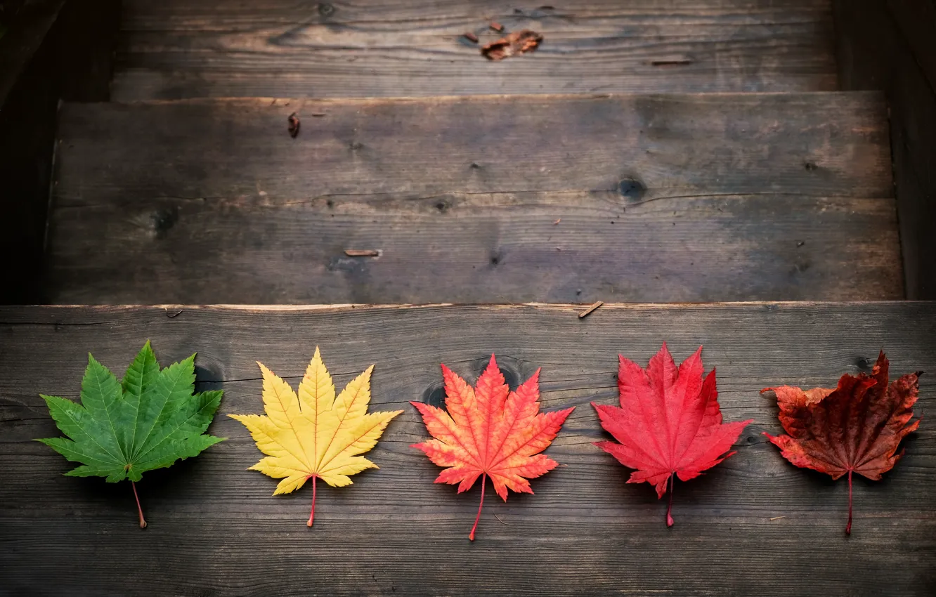 Photo wallpaper autumn, leaves, colorful, maple, wood, autumn, leaves, maple