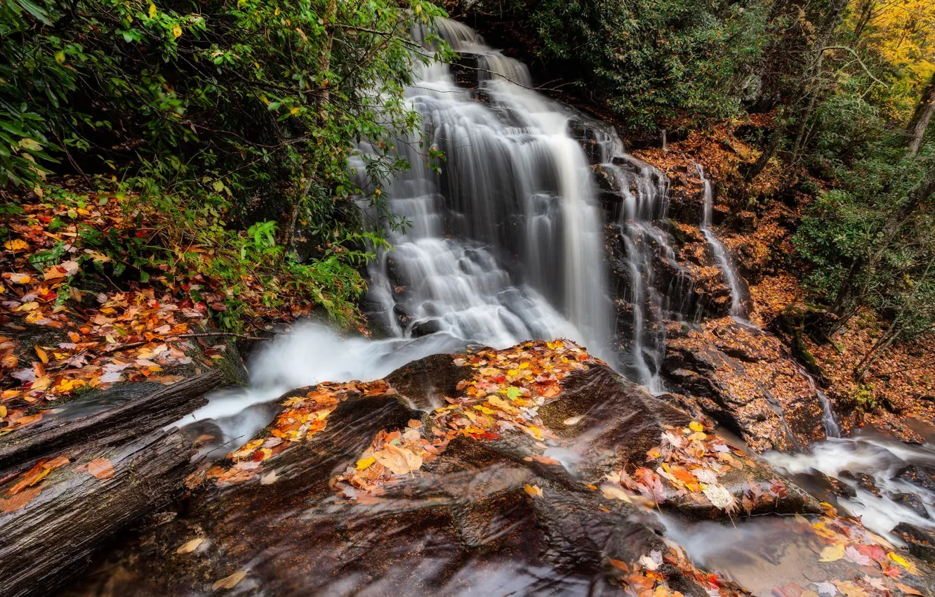 Photo wallpaper autumn, forest, leaves, waterfall, the bushes, fallen