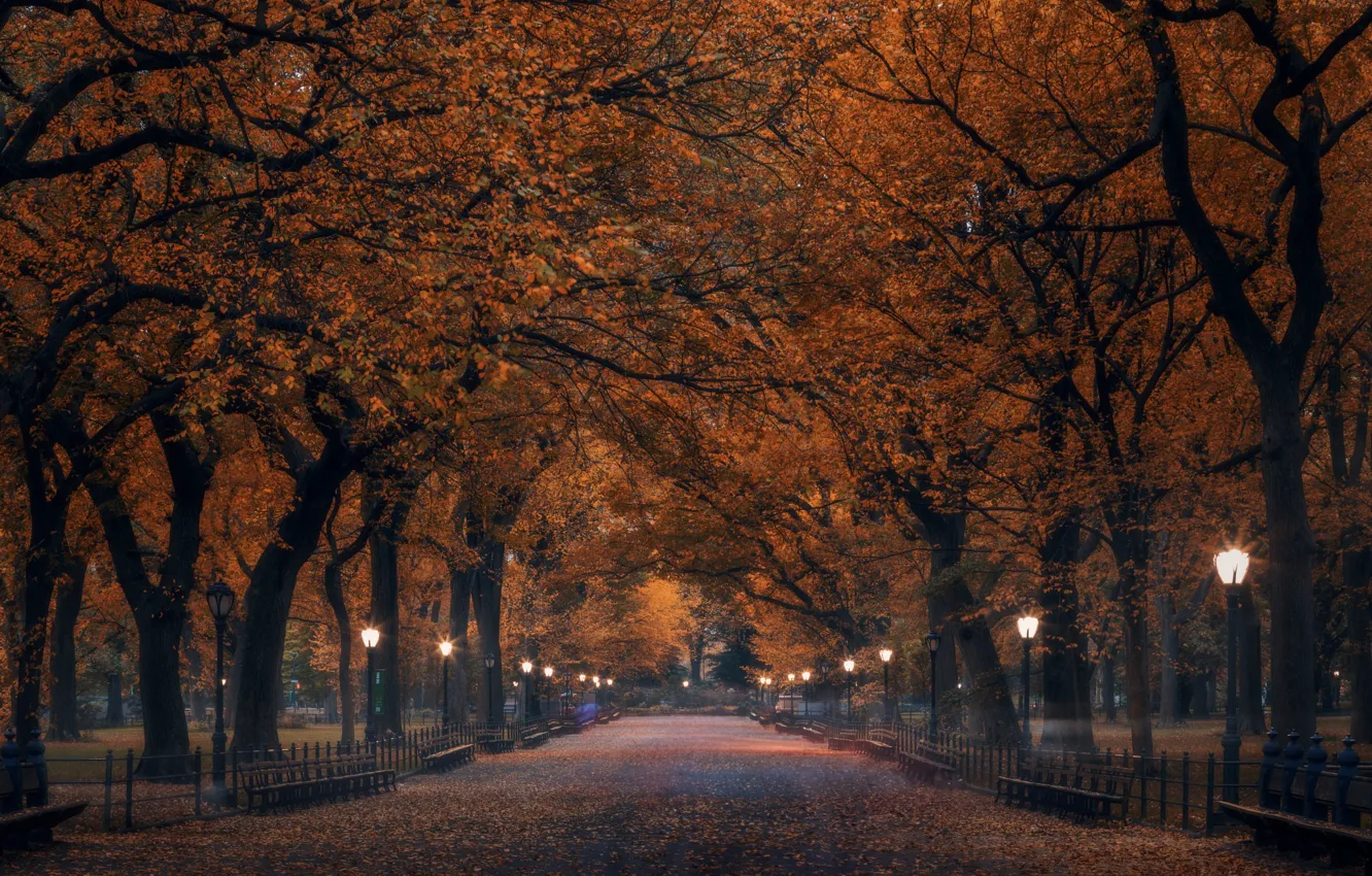 Photo wallpaper autumn, trees, Park, track, alley