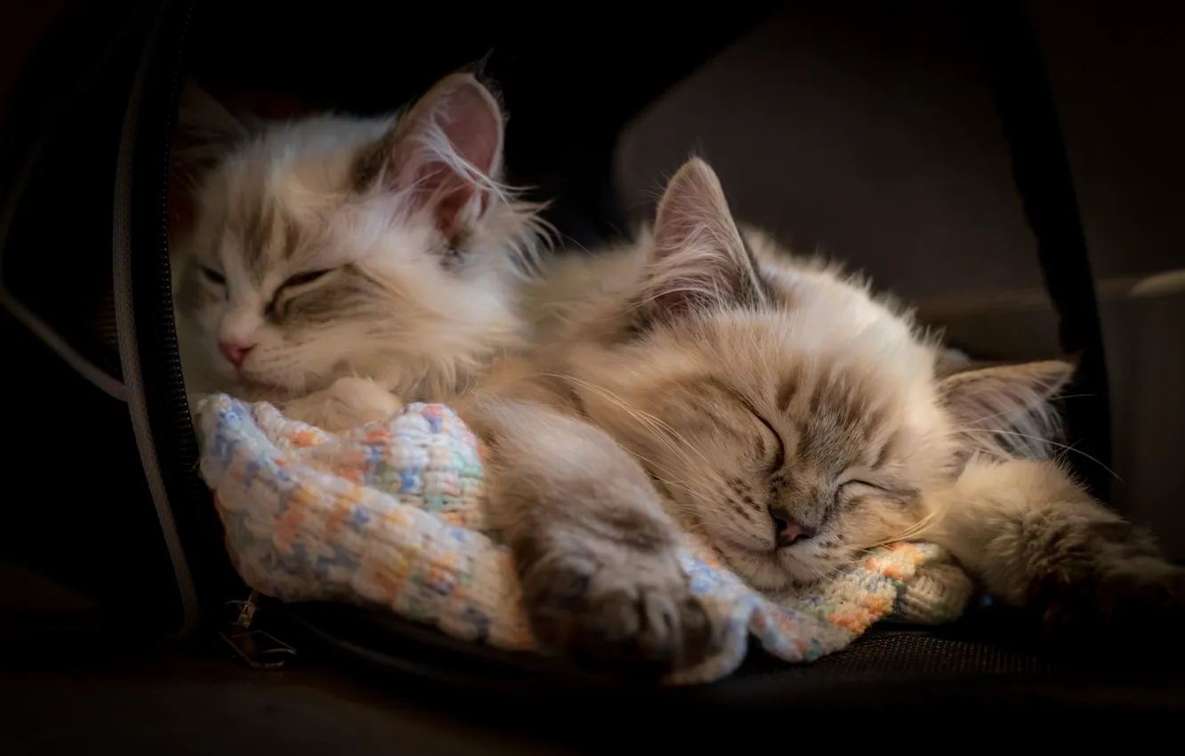 Photo wallpaper sleep, kittens, sleeping, Ragdoll, two kittens