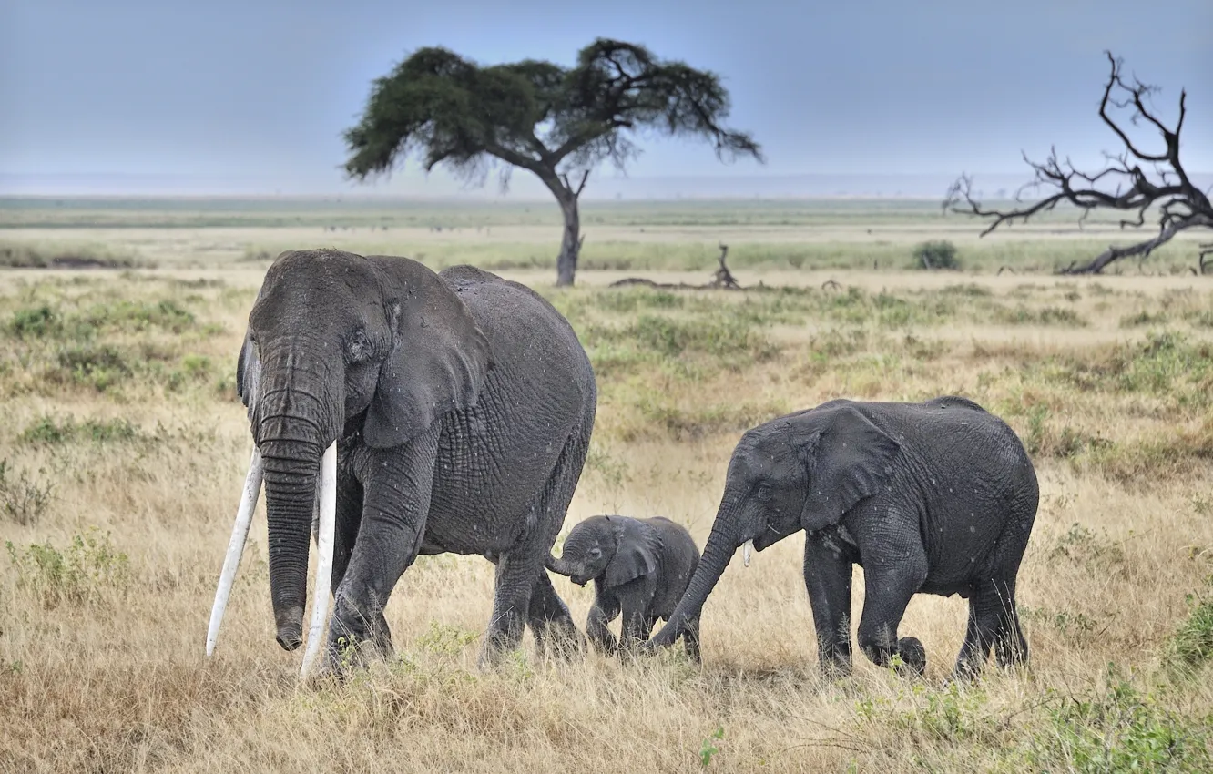 Photo wallpaper field, trees, elephant, tusks, wildlife