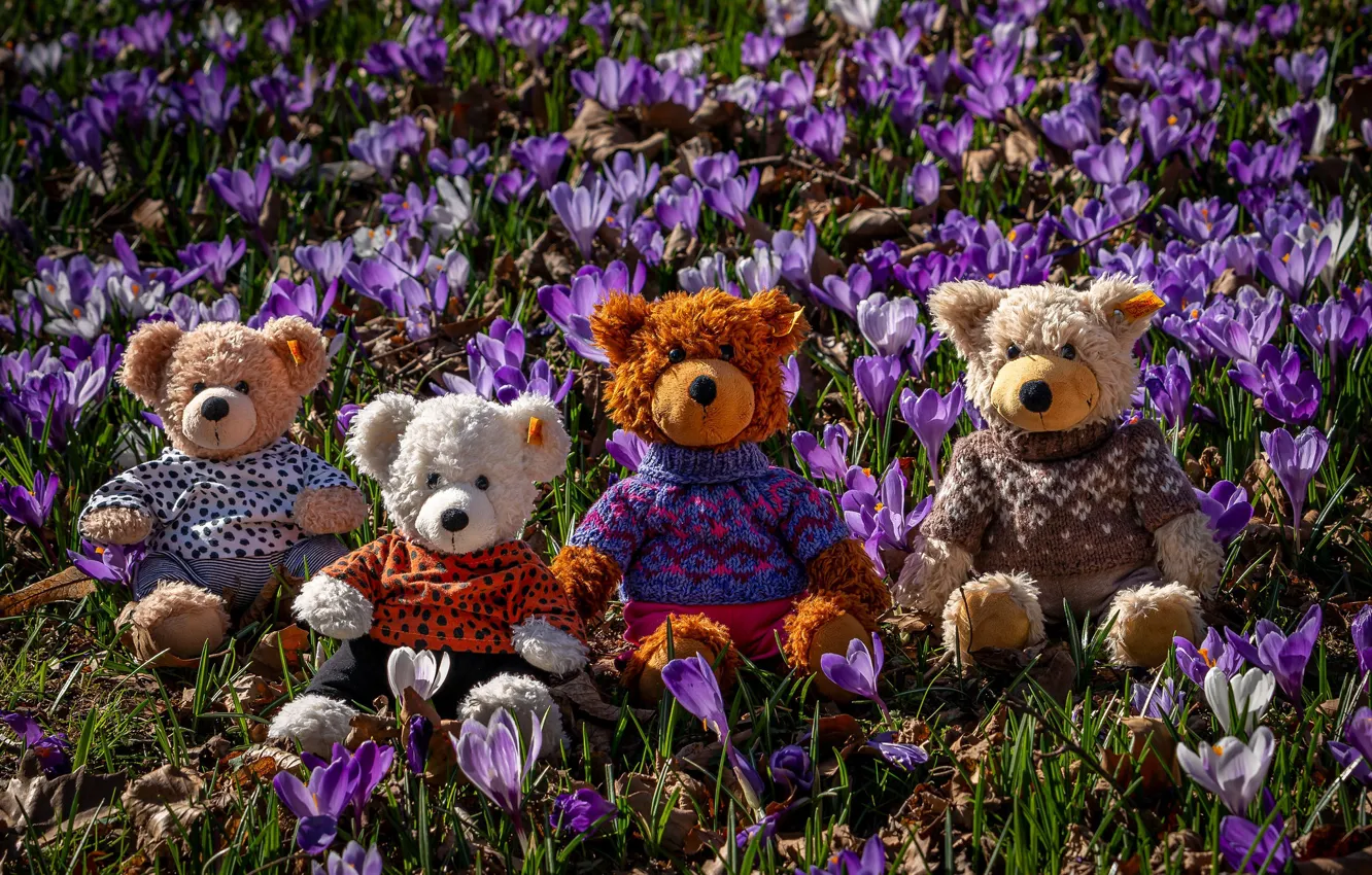 Photo wallpaper purple, flowers, glade, toy, spring, bear, bear, crocuses
