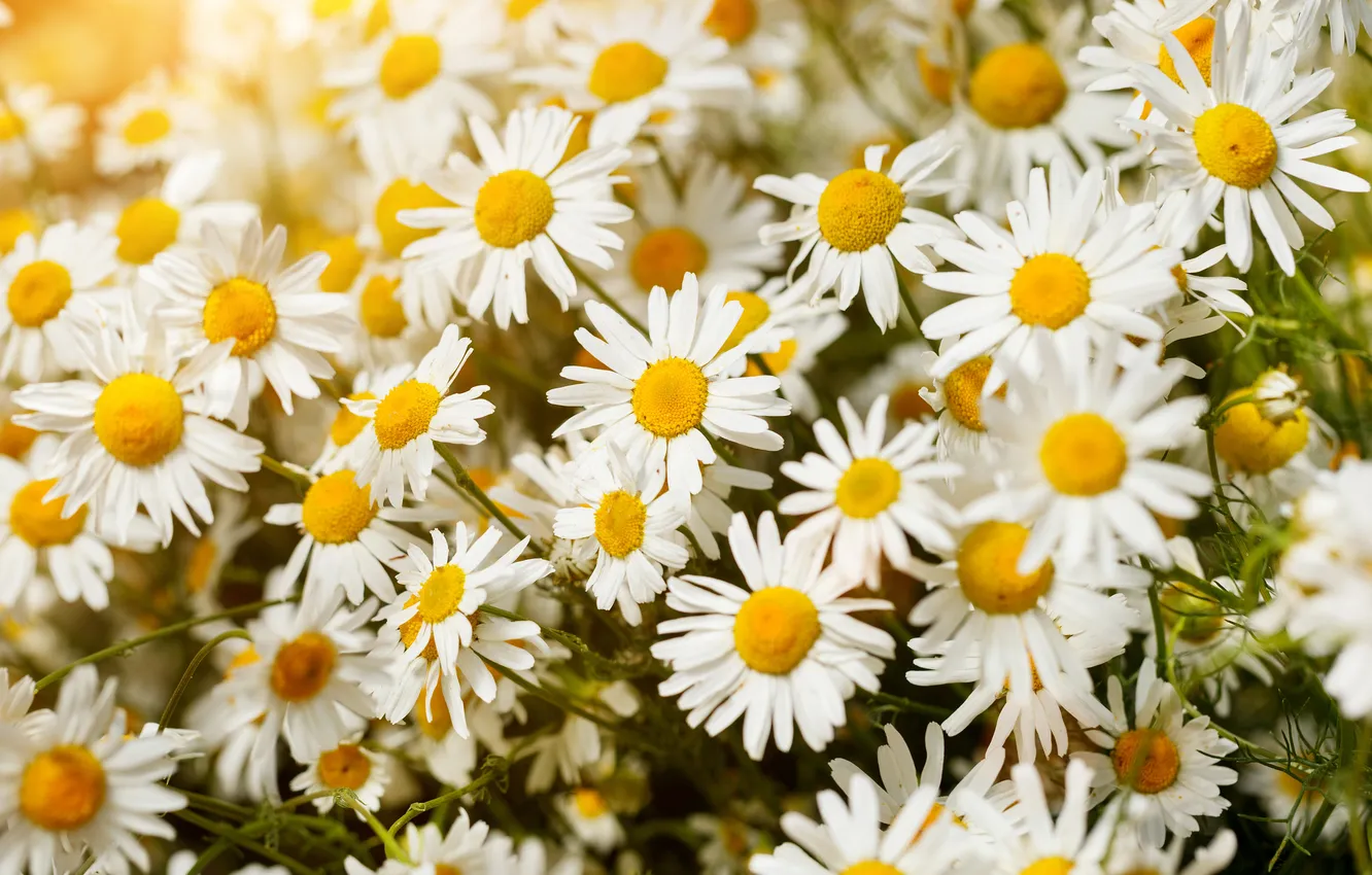 Photo wallpaper summer, flowers, Bush, chamomile, bouquet, spring, white, a lot