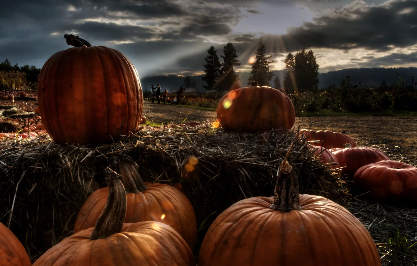 Photo wallpaper field, morning, pumpkin