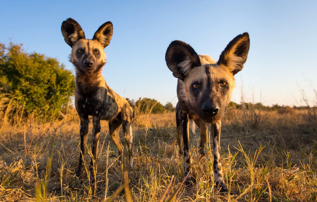 Photo wallpaper nature, animals, African Wild Dogs