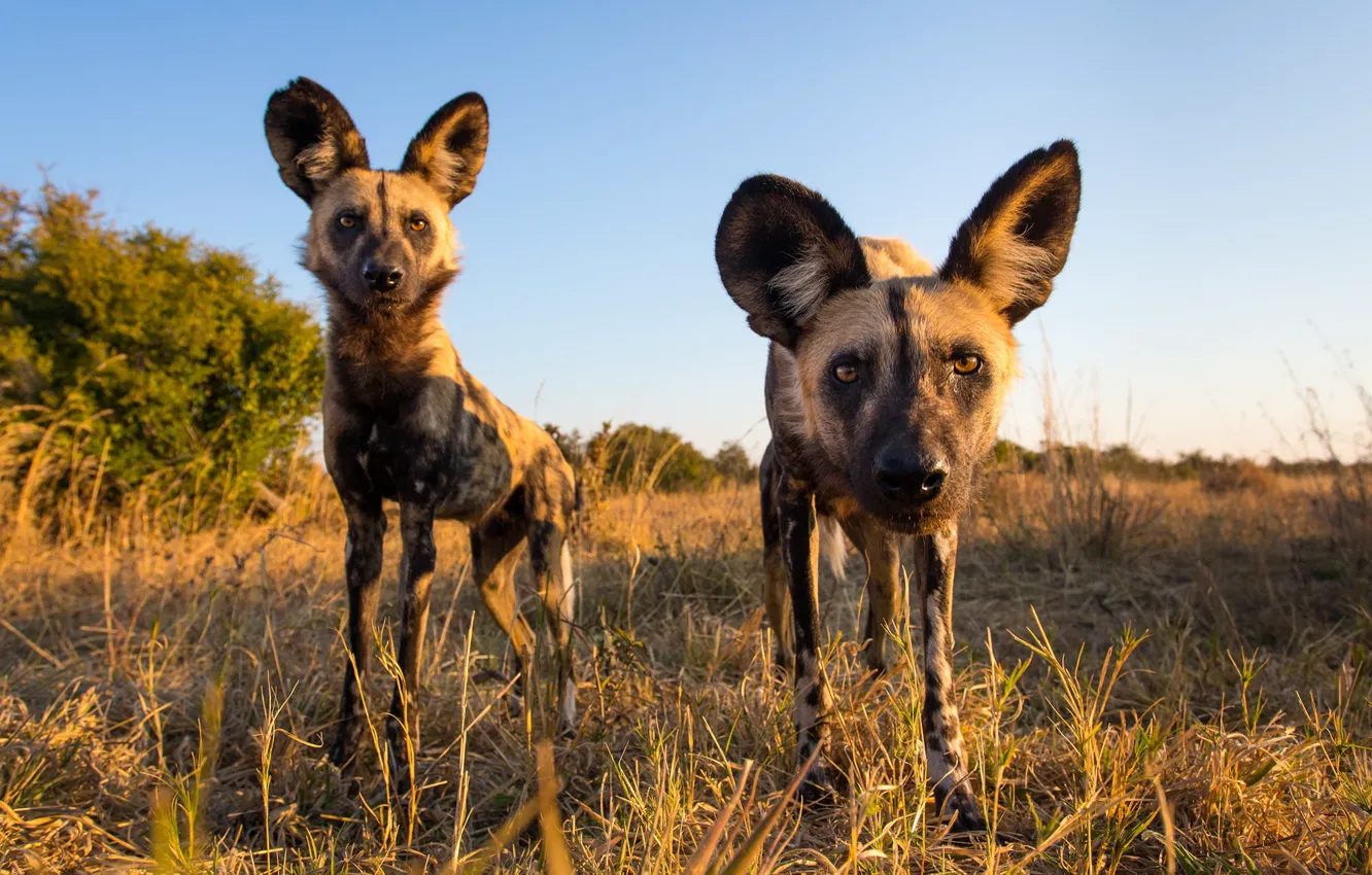 Photo wallpaper nature, beast, African Wild Dogs