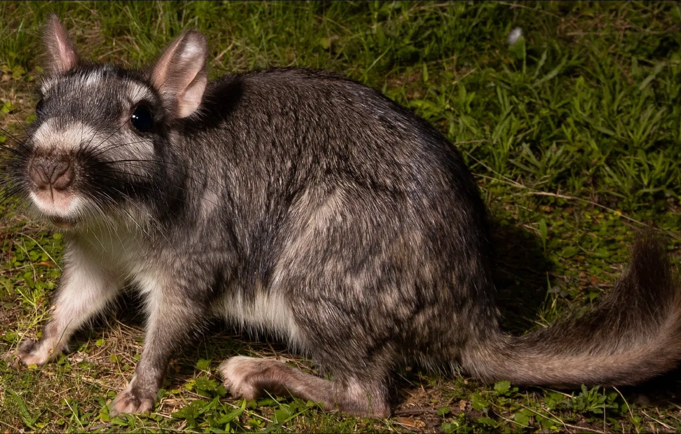 Photo wallpaper nature, animal, Australia, animals, nature, rodent, Australia, rodent