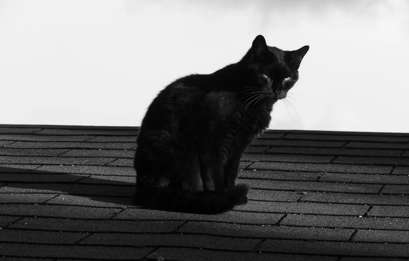 Photo wallpaper roof, cat, Koshak, Tomcat, Kote
