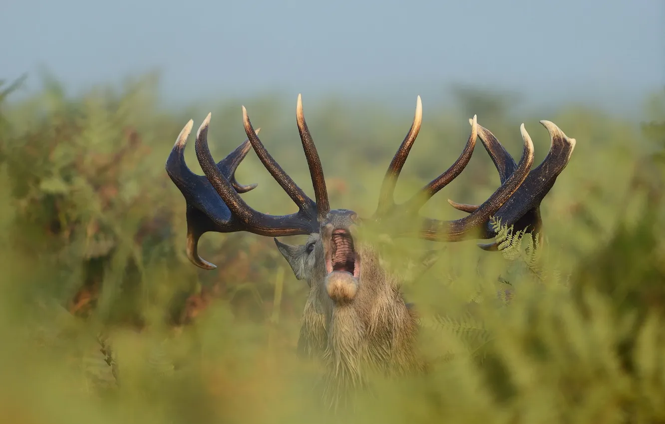Photo wallpaper autumn, nature, deer