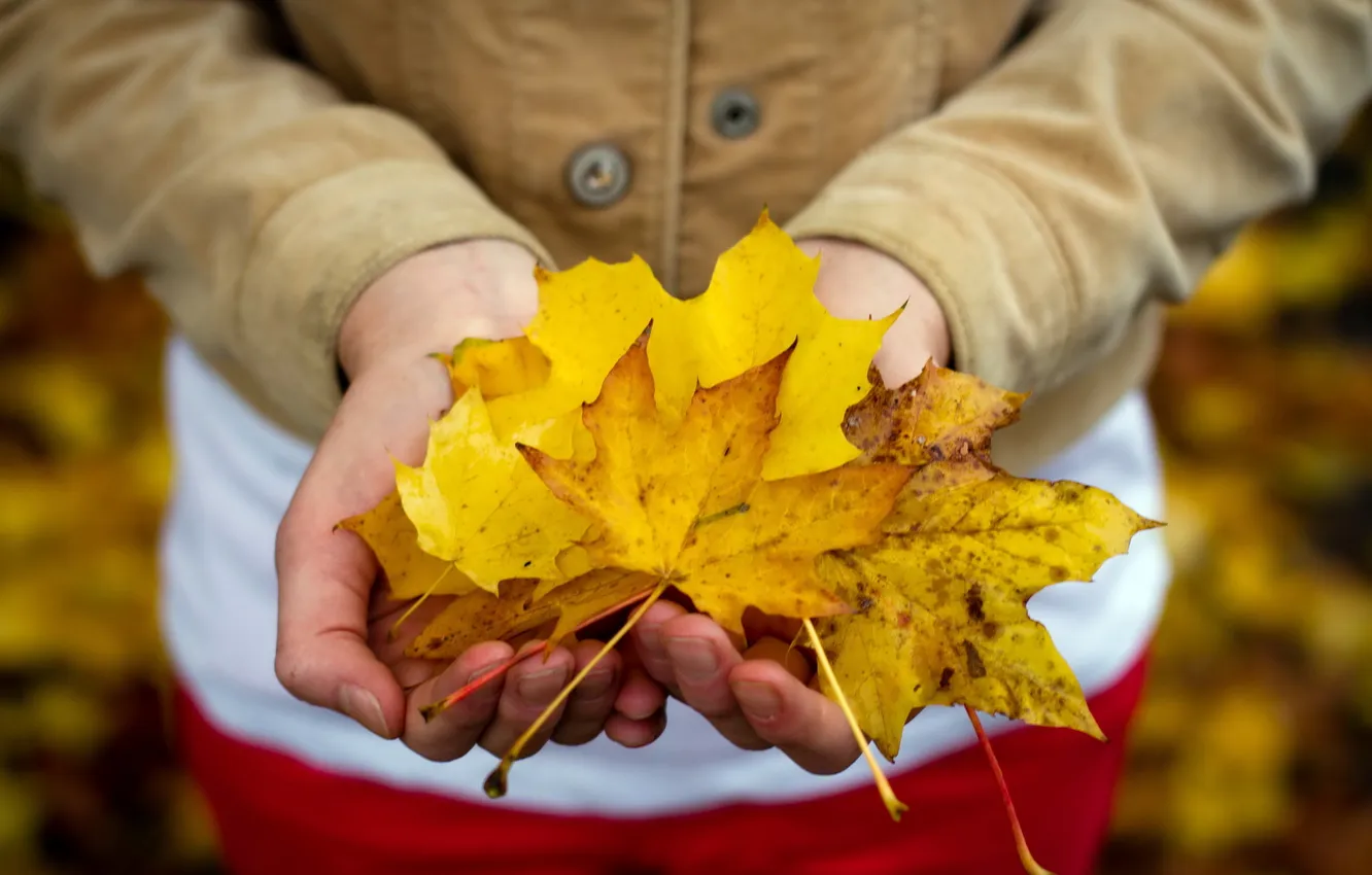 Photo wallpaper autumn, leaves, hands