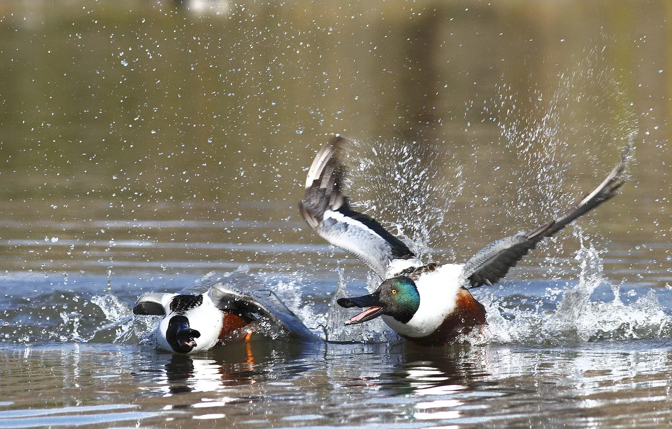 Photo wallpaper drops, squirt, duck, pond, fight