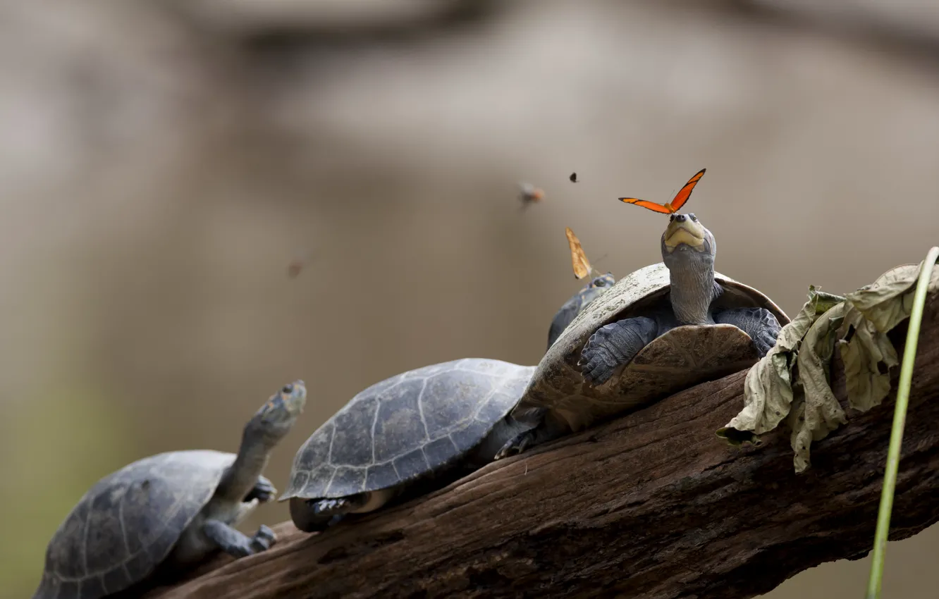 Photo wallpaper turtles, butterfly, three, tears, branch, trunk, turtle, Ecuador