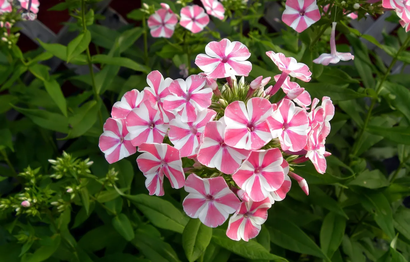 Photo wallpaper pink, striped, Phlox